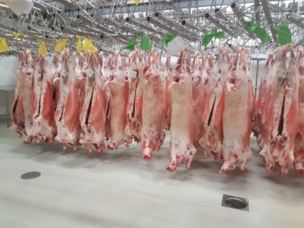 Halal mutton carcasses - TOMATISFOOD MEAT  QUALITY