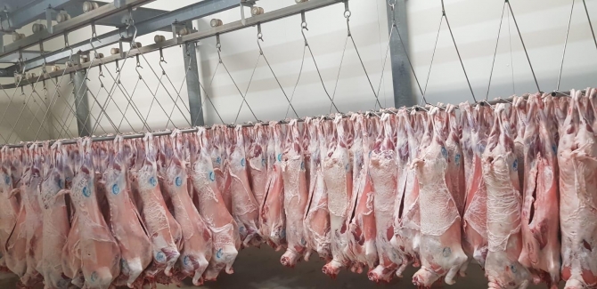 Halal lamb carcasses - TOMATISFOOD MEAT  QUALITY